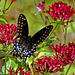 Swallowtail butterfly.  9084034