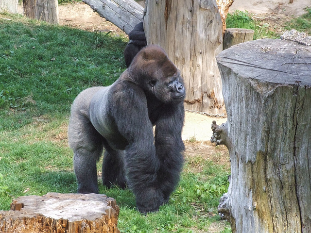 Silver Back Gorilla 2 - Jersey Zoo
