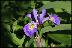 Iris x robusta 'Gerald Derby'