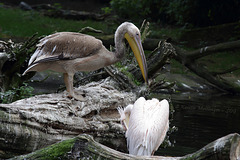 Pelikan (Hagenbeck)