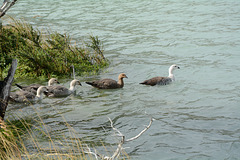 Chile, The Family of Magellan Geese