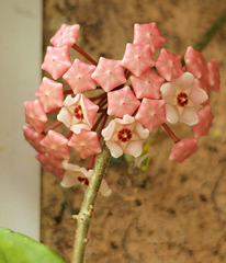 Fleur de porcelaine, porcelain flower