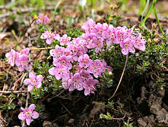 Zwerg-Alpenrose - Rhodothamnus chamaecistus