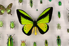Green insects