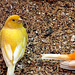 Canary With a Tail.