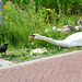 Swan vs Crow