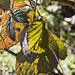 Translucent bramble leaves