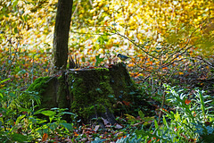 Kohlmeise im Wald auf Nahrungssuche - Great tit foraging in a forest