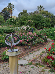 Heritage roses Adelaide