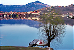 Lago di Avigliana : l'albero segnala l'inizio della primavera con i suoi germogli