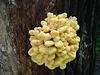Ein seltsamer Baumpilz - A strange tree fungus