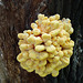 Ein seltsamer Baumpilz - A strange tree fungus