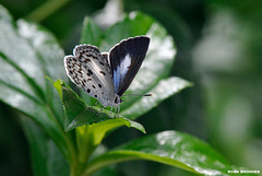 20120907-6081 Common Hedge Blue