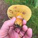 ID? Bolete family? but which?