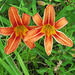 Daylily flowers - Hemerocallis fulva