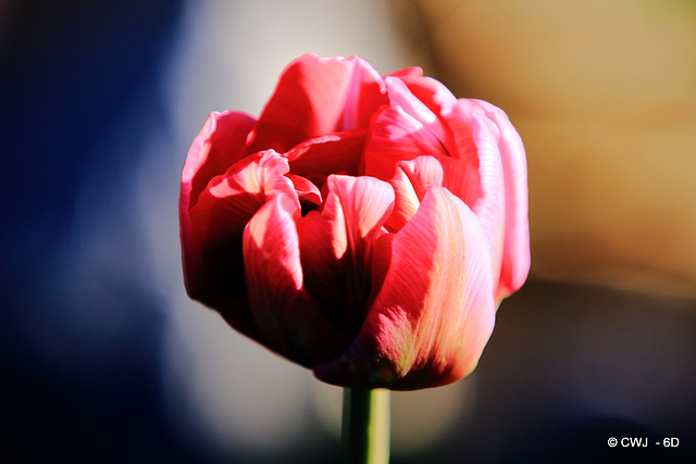 April Tulips