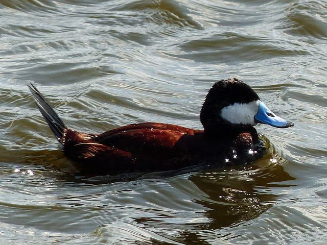 Ruddy Duck in choppy waters