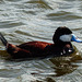 Ruddy Duck in choppy waters