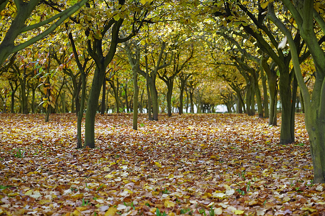 Hazelnut autumn trees