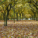 Hazelnut autumn trees