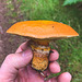 ID? Bolete family? but which?