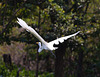 EF7A1371 Egret