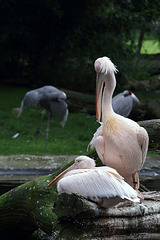 Pelikane (Hagenbeck)