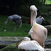 Pelikane (Hagenbeck)