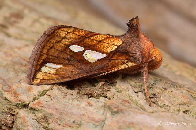 Gold Spot moth