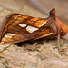 Gold Spot moth
