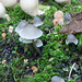 Fungi (7)