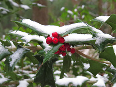 Snow on holly berries