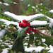 Snow on holly berries