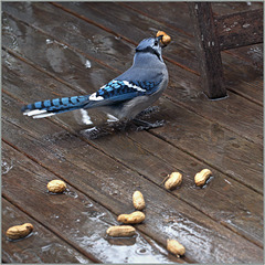 Jay, rain, nuts