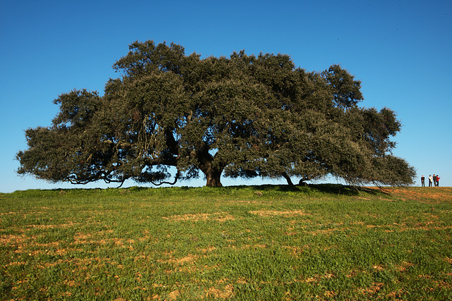 Azinheira, Quercus ilex rotundifolia, Herdade Monte Barbeiro, Alcaria Ruiva, Mértola