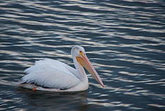 pelican, early morning