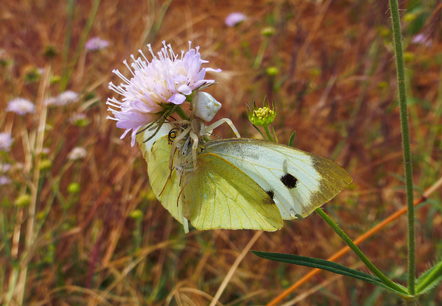 Crab spider with marbled white butterfly
