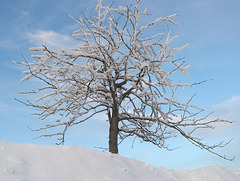 Baum im Schnee im Winter im Riesengebirge