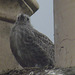 One of the seagull babies looking out from his lofty position on the nest