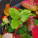 Fraises d'automne ! Autumn strawberries