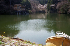 Pond and cherry trees