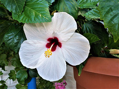 Gorgeous flower on Samos