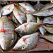 DIEGO SUAREZ, il pesce catturato a pochi metri dalla spiaggia con la piroga