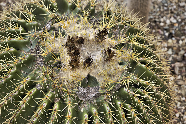 Golden Barrel Cactus – Desert Botanical Garden, Papago Park, Phoenix, Arizona