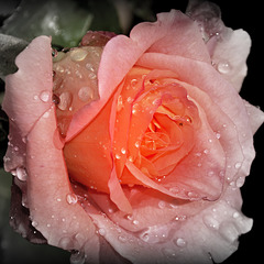 Vivement le temps des roses ..../ Highly the time of roses ...