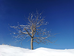 Baum im Winter im Schnee im Riesengebirge am Mittag