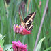 Giant swallowtail on zinnias