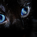 Black Cat's Eyes