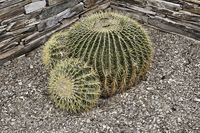 Getting into Shapes – Desert Botanical Garden, Papago Park, Phoenix, Arizona