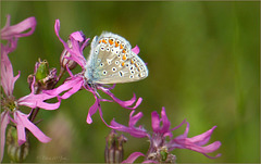 Common blue ~ Icarusblauwtje  (Polyommatus Icarus)...